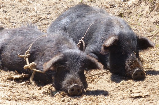 black pigs on the road near Mollepata