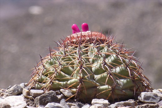 desert beauty along the river of another canyon.