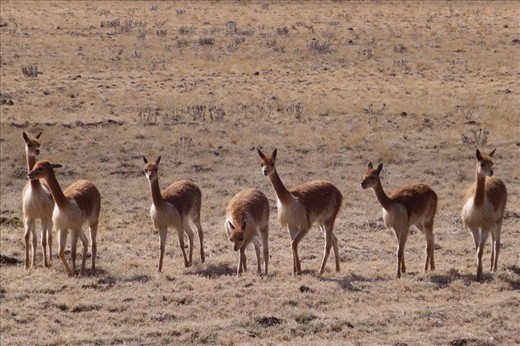 Guanacos - something between a Llama and an Alpaca. 