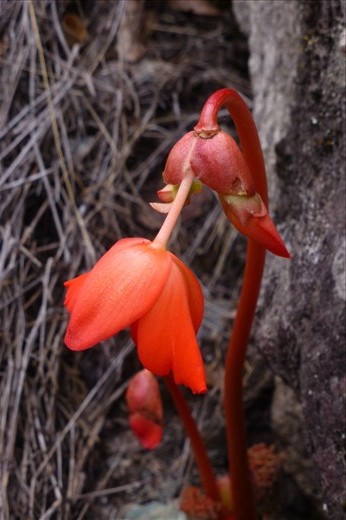 A Machu Picchu flower on the path up to Machu Picchu Mountain.