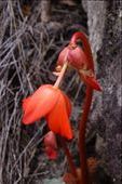 A Machu Picchu flower on the path up to Machu Picchu Mountain.: by margitpirsch, Views[691]
