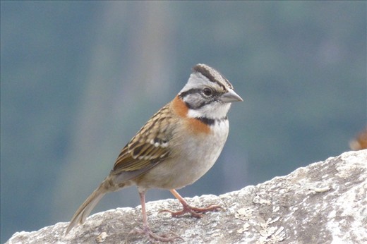 Machu Picchu bird.