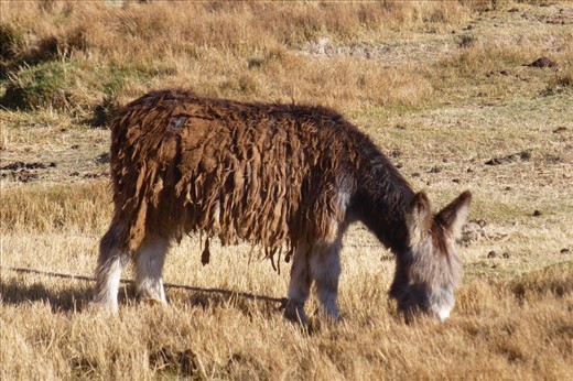 the higher the elevation, the longer the animals fur.