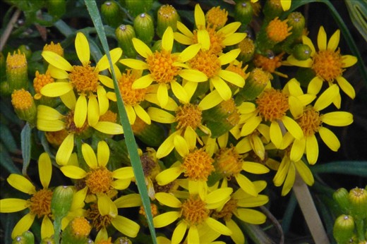 There are still flowers growing at 4000m altitude. 