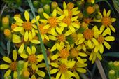 There are still flowers growing at 4000m altitude. : by margitpirsch, Views[198]