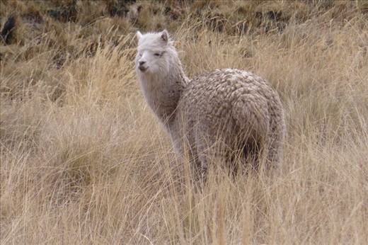 Alpaca at the pass ...almost at the top of 4300 and some meters.