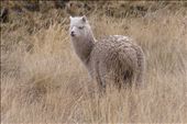 Alpaca at the pass ...almost at the top of 4300 and some meters.: by margitpirsch, Views[211]