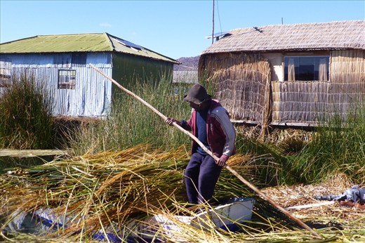 Harvesting reed.