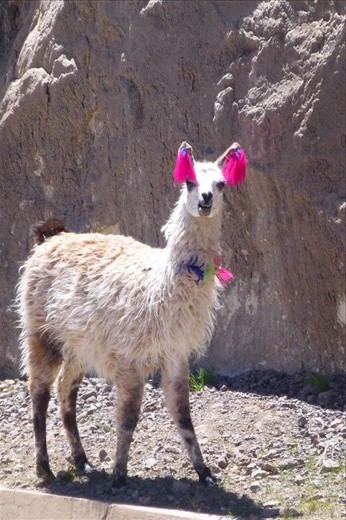 decorated llamas.