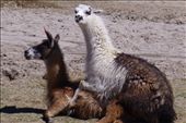Llama love.: by margitpirsch, Views[248]