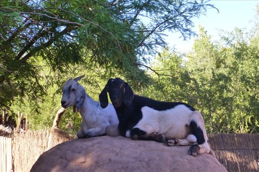 Even the goats love it here.