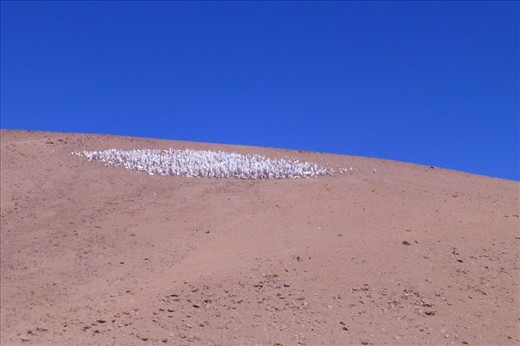 the whit stuff is really snow....here at around 4700m.