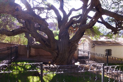700 year old tree in downtown Purmamarca.