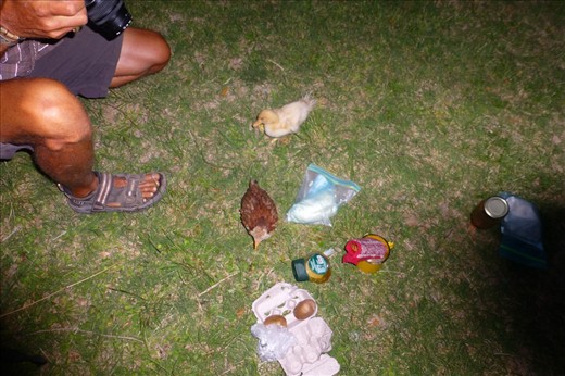Having  breakfast with Chickster and Duckster at the campground in San Blas.