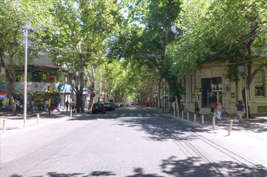 streets lined with Sequoia trees in Mendoza. 