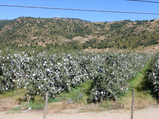 Each and every apple wrapped in a bag...