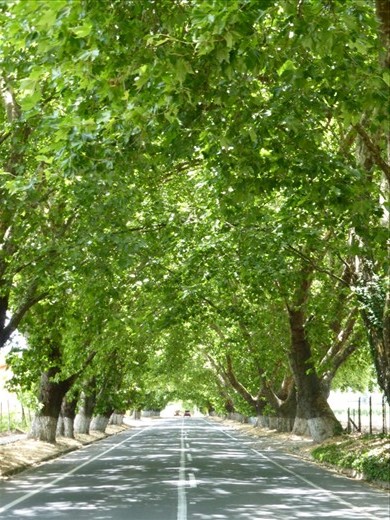 We took a side road to Linares...pretty, hu?
