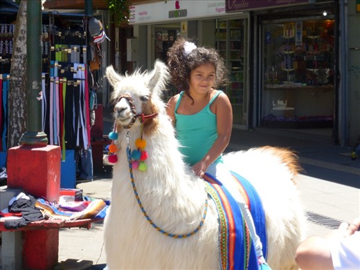 Llama on the  Plaza de Arma in Puerto Montt.