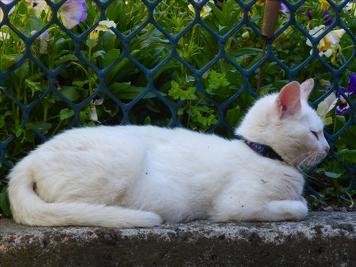 Those cats are very picturesque. 