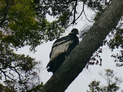 Condor sighting!