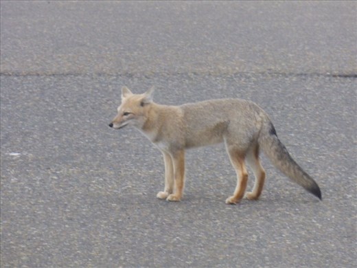 the fellow was waiting at the border to Chile....for some reason.