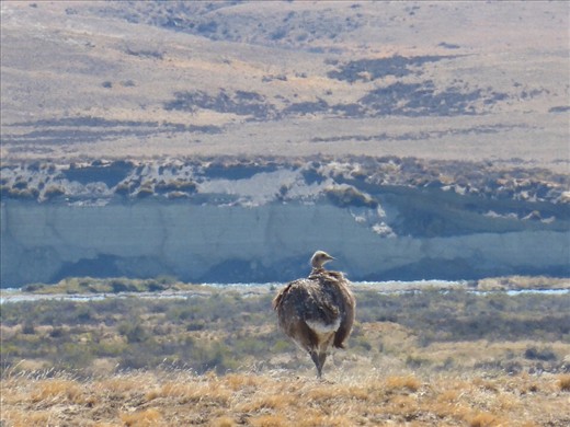 Wild ostrich. 