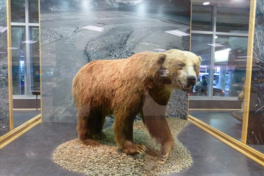 Fuzzy hello from the natives at the airport in Anchorge.