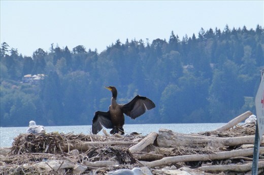 Breeding ground at the harbour in Blaine.
