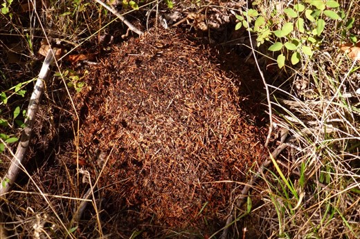 Had set up tent next to these creatures we found out in the morning - we didn't bother each other.