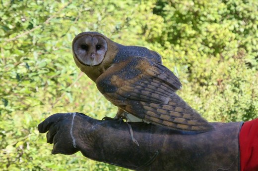 barn owl at  the raptor center near Duncan on Vancouver island.