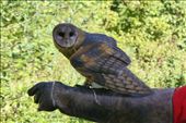 barn owl at  the raptor center near Duncan on Vancouver island.: by margitpirsch, Views[657]