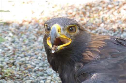 Hawk at the raptor center.