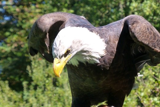 Bald Eagle. 
