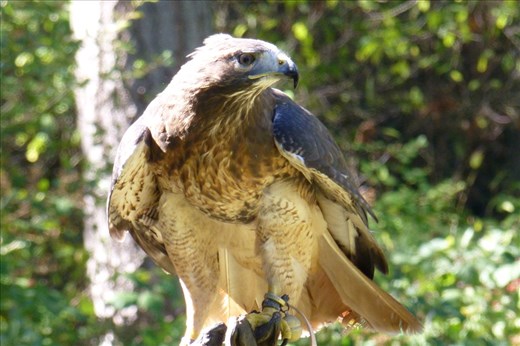 Redtail hawk.