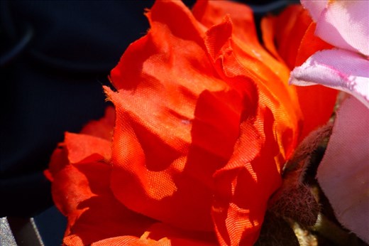 A poppy from Betty for Gurly.