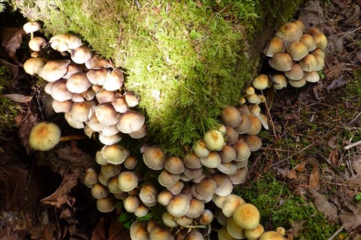 Jewels on the side of the Trail