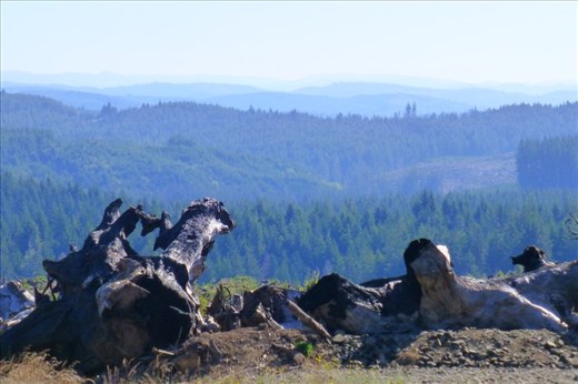 Seven Devil road....sad views on some of the logging that had been done.