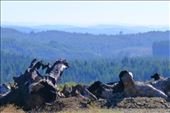 Seven Devil road....sad views on some of the logging that had been done.: by margitpirsch, Views[178]