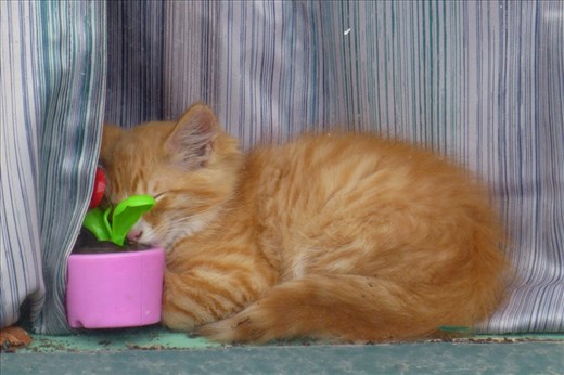 sleeping kitty in Orick