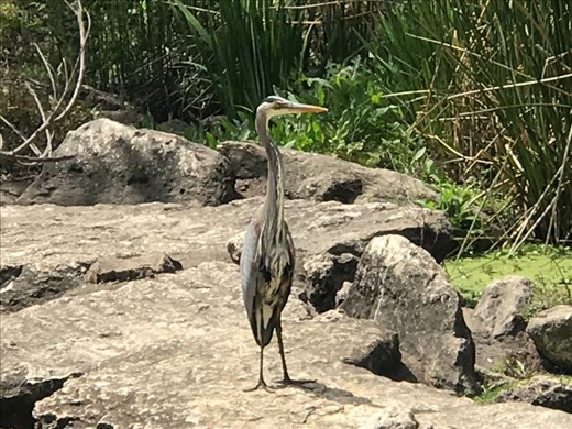 On a walk through the park in Austin