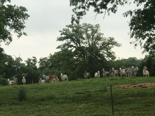 We must be aliens to the cows...they are starring!