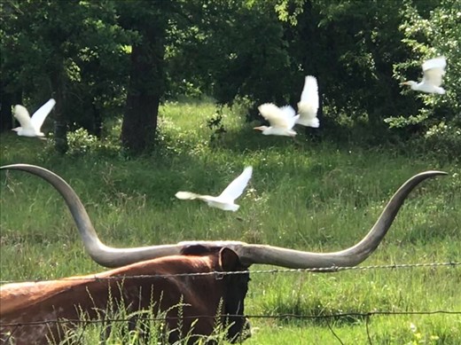 Never seen bigger horns than that in my life!