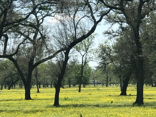 Beauty on the ride to the coast.