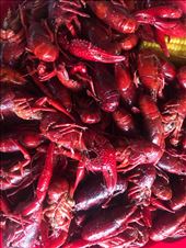 Crawfish, delish!: by margitpirsch, Views[172]