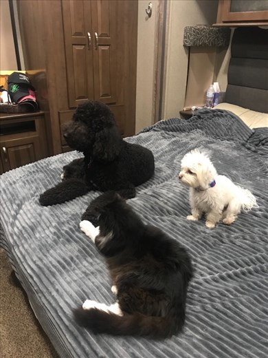 Cami, Jack and Silvester the cat.