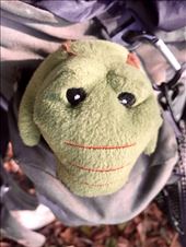 Ali Tailgator. Only stayed with us for a couple of days.: by margitpirsch, Views[144]