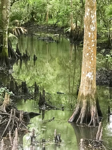 Lots to swamp around here.