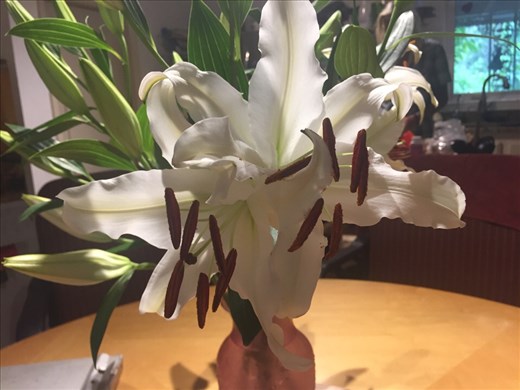 Mother’s Day in Sarasota!