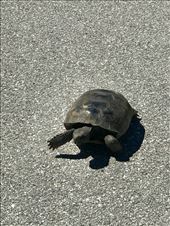 Gopher Tortoise on the Legacy Trail.
https://en.m.wikipedia.org/wiki/Gopher_tortoise: by margitpirsch, Views[155]