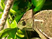 Kiwi the Chameleon. : by margitpirsch, Views[189]